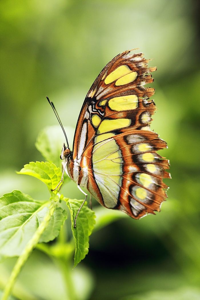 Tropical Butterfly Photographs Scottish Landscape and Wildlife