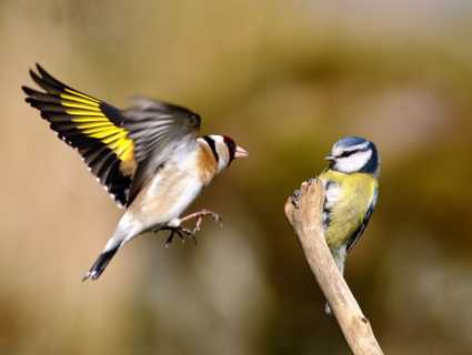 Goldfinch and Blue tit