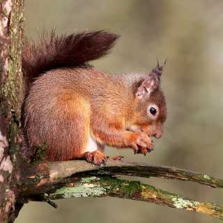 Red Squirrel perched