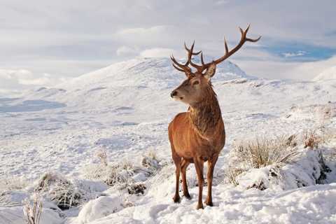 Scottish Red Deer Stag in snow