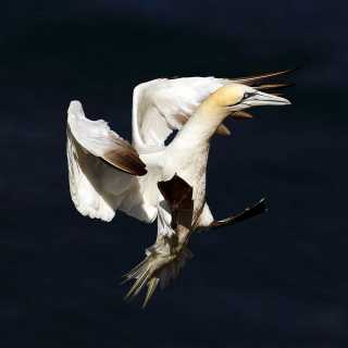 Northern Gannet in flight - Troup Head