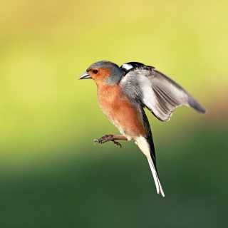 Chaffinch in flight