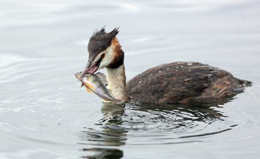 Great crested Grebe