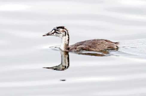 Great crested grebe (Juvenile)