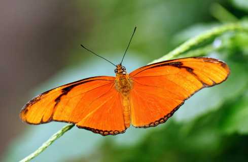 Flame Butterfly