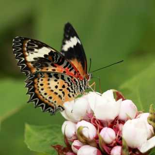 Malay Lacewing butterfly