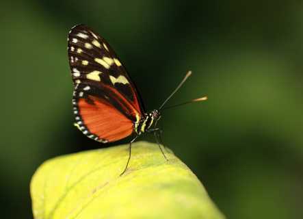 Tiger longwing butterfly