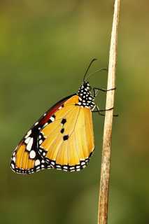 Plain tiger butterfly