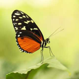 Tiger longwing butterfly