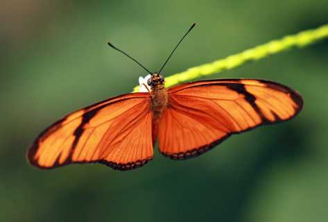 Flame Butterfly