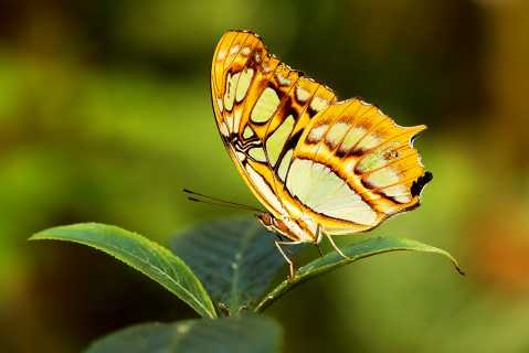 Malachite Buttefly