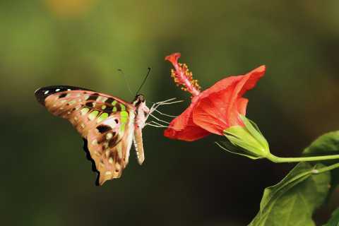 Tailed Jay on flower