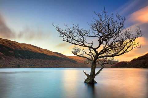 Loch Lomond Tree