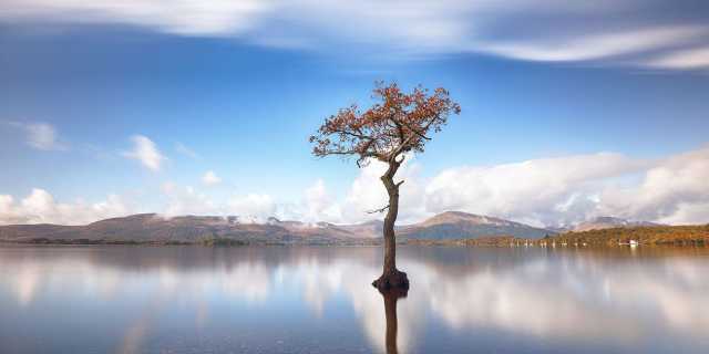 Lone Tree Milarrochy bay - Loch Lomond