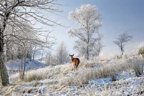 Glen Shiel Misty Winter Deer