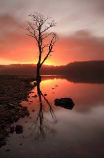 Loch Ard Tree Reflection Sunrise