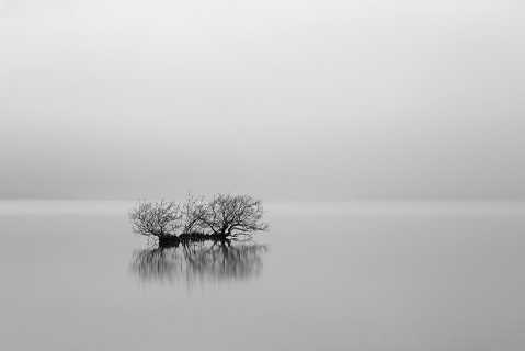 Loch Lomond Misty Bush