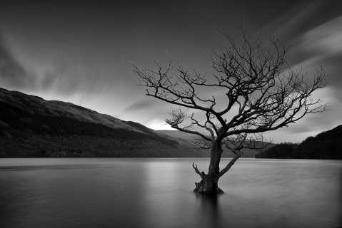 Loch Tree