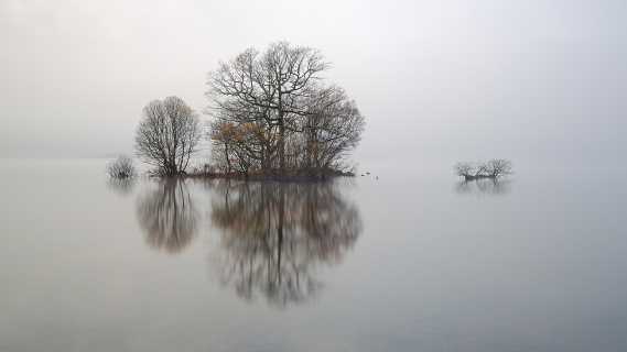 Loch Lomond trees in the mist