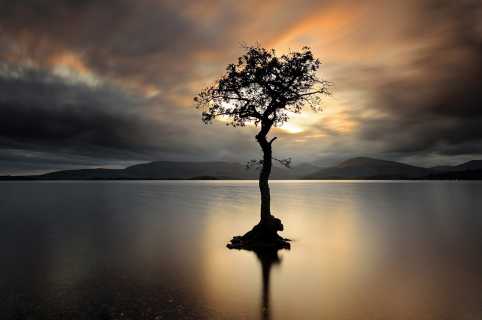 Loch Lomond tree at sunset
