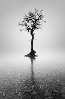 Lone Tree Loch Lomond