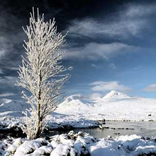 Glencoe Winter Tree