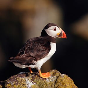 Puffin perched on a rock