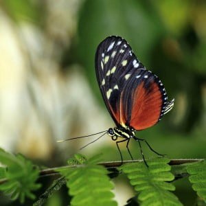 Tropical butterfly resting on a green leaf
