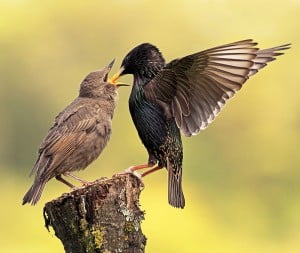 Starling feeding young