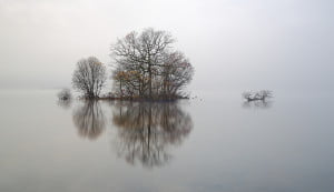 Lone trees shedding the last of their autumn leaves reflecting on the mist covered water of Loch Lomond