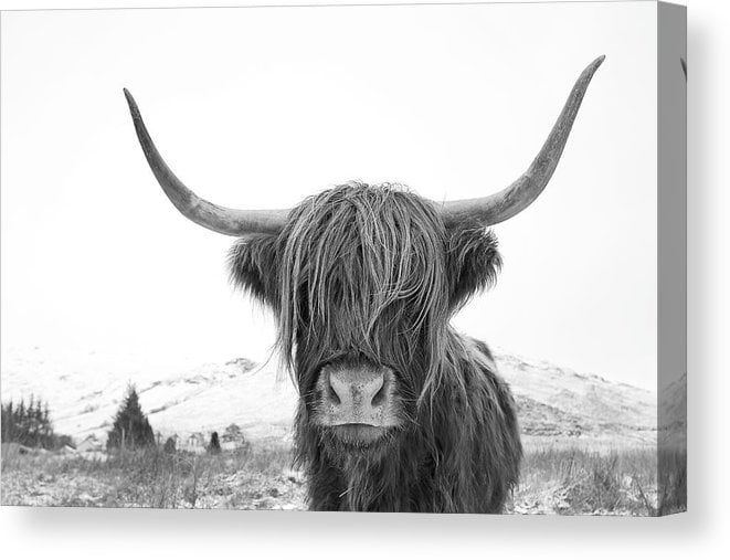 highland-cow-mono-grant-glendinning-canvas-print
