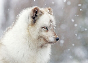 Arctic Fox-1300 Arctic Fox