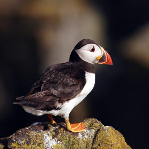 Atlantic Puffin Puffin