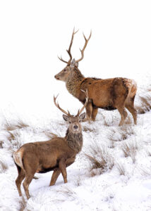 Deer in Snow Ardvreck Ardvreck Deer Stags