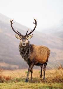 Deer Stag Glen-Etive Deer Stag