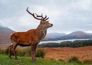 Glencoe Deer Stag Geer Stag