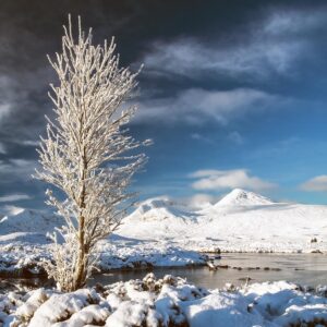 Glencoe Winter Tree Glencoe Winter