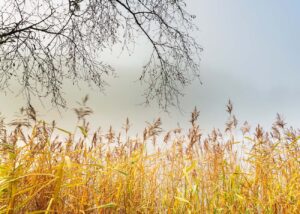 Loch Ard Mist Loch Ard Misty Sunrise