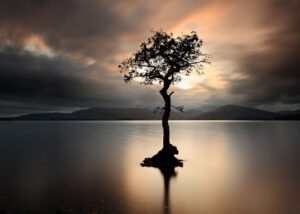 Loch Lomond Tree Sunset Loch Lomond Tree Sunset