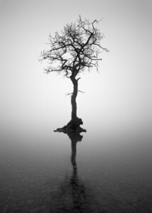 Loch Lomond Tree Loch Lomond Tree Black and White