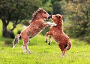 Shetland Ponies Shetland Ponies