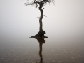 Loch Lomond Tree