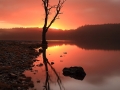 Loch Ard Tree Reflection Sunrise