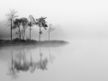 Loch Ard Trees Reflecting in the Mist