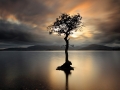 Loch Lomond tree at sunset