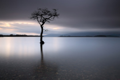Milarrochy bay tree Loch Lomond